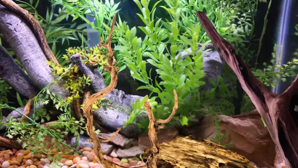 When Will Driftwood Sink in your Aquarium?