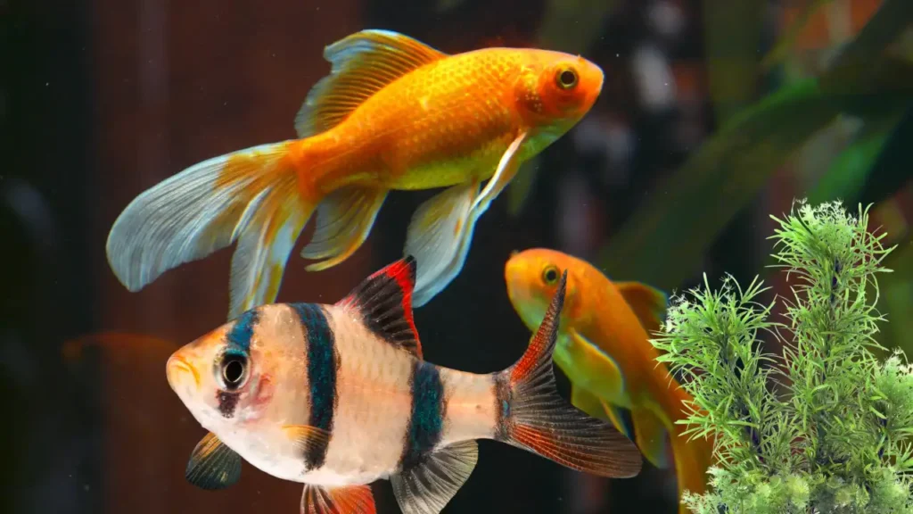 how to clean aquarium?
How to keep fish safe during cleaning?